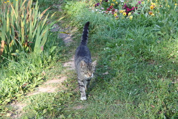 Funny young cat in the summer garden