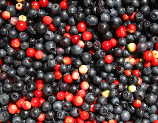 Cranberries and blueberries