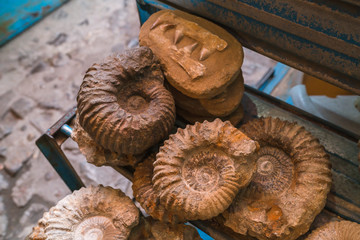 ammonite
