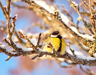 Tit on a tree branch