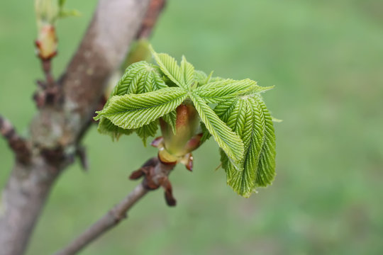 Spring leaves of chestnut tree