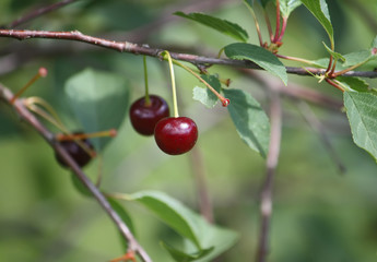 Obraz premium Fresh ripe cherries