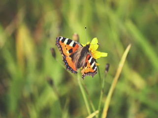 Butterfly at summer