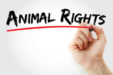 Hand writing Animal rights with marker, concept background