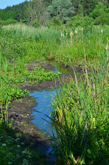 Swampy river in summer in the reeds