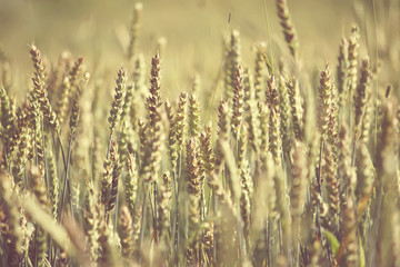 Field of wheat vintage photo