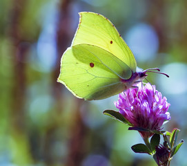 Butterfly at summer
