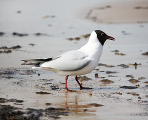 Seagull on a coast