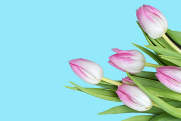 Spring flowers background. Pink tulips isolated on cyan colored background.