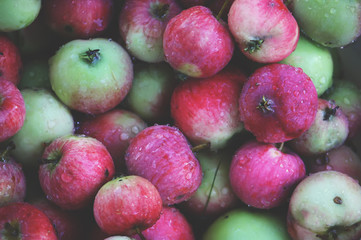 Fresh ripe apples in the garden.