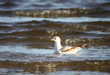Fototapeta na wymiar Seagull in a water