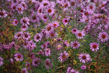 Small garden Astra flowers.