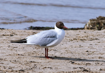 Seagull on the sea coast