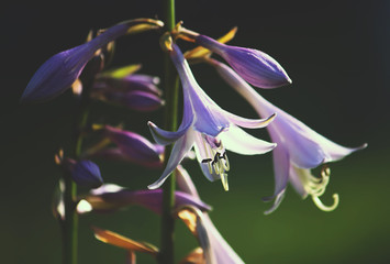 Purple campanula bell flower