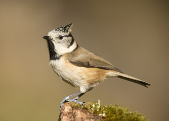 Herrerillo capuchino