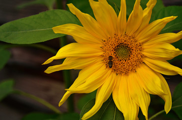 Bee collecting pollen at blooming sunflower