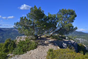 Fototapeta na wymiar Pine trees on the rock in front of the mountain landscape