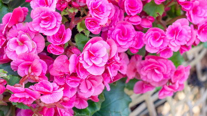 beautiful pink begonias in the garden.