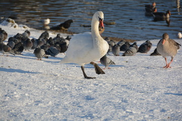 Höckerschwan an der Elbe im Schnee