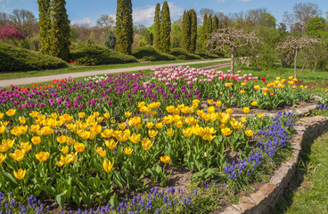 UKRAINE, BELAYA TSERKOV: Coniferetum with spring flowers bloomin