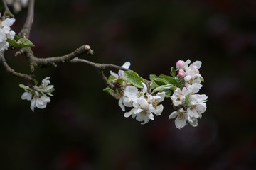 Apfelbaumblüten