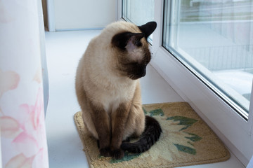 Cat sits on a windowsill.