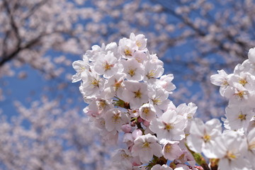 満開のサクラ