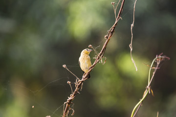 a weaver on a branch