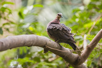Dove in a tree