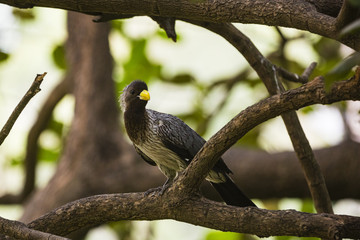 Plantain eater in a tree