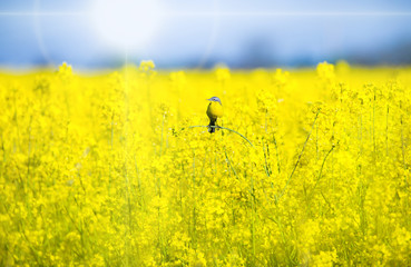 eine Schafstelze sitzt bei Sonnenschein in einem blühenden Rapsfeld
