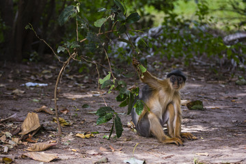monkey pulling a branch