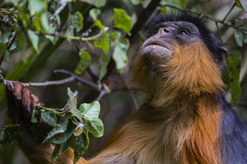 monkey busy with finding food
