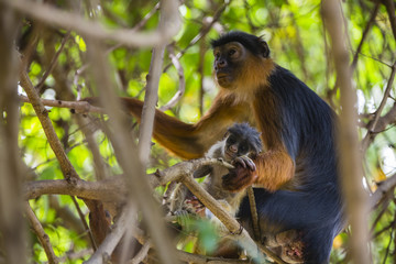 monkey parent and baby
