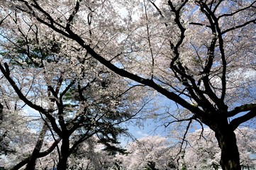 Cherry blossom