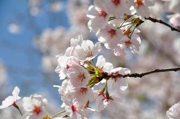 Cherry blossom