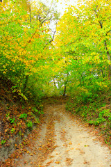 autumnal colors with forest road and trees bushes