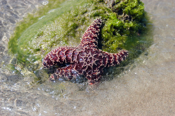 Seestern am Strand auf dem Felsen im Sand