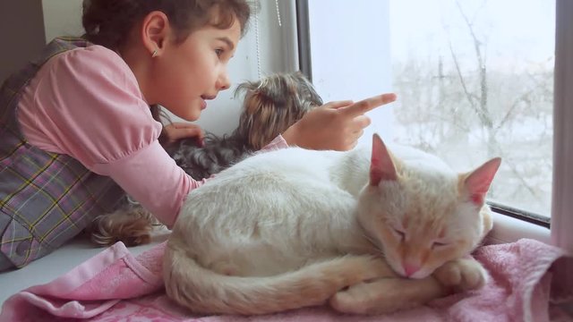 girl teen and pets cat and dog looking out the window, the cat sleeps pet