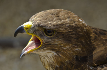 Eagle face