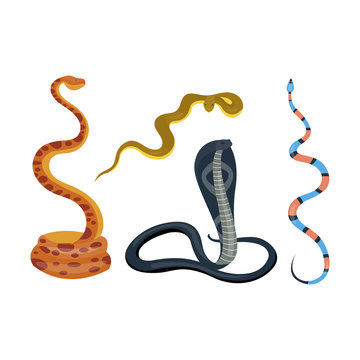 Snake reptile cartoon vector set.