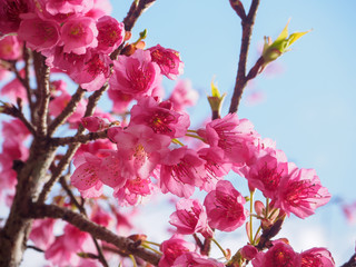 Closeup Cherry, Doi Ang Khang.