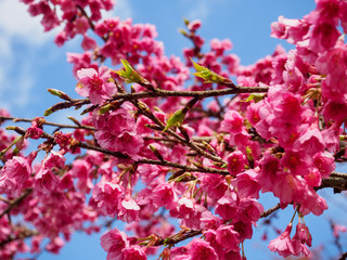 Closeup Cherry, Doi Ang Khang.