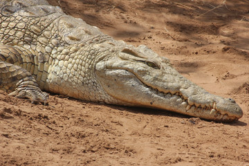 Obraz premium Coccodrillo nel parco dello Tsavo
