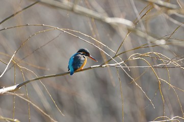 kingfisher which perches on a twig　柳の小枝のカワセミ