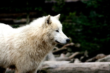 Obraz na płótnie Canvas loup blanc