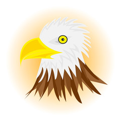 White head eagle