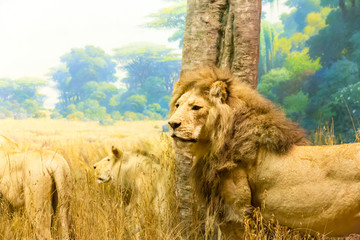 Fototapeta na wymiar Family of lions.