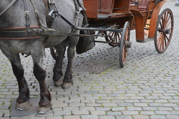 Horse down carriage