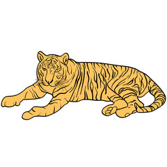 Sketch beautiful tiger on a white background. Vector illustration